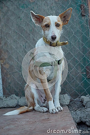 Vertical shot of a cute unusual half-breed white- dog with a martingale dog collar Stock Photo