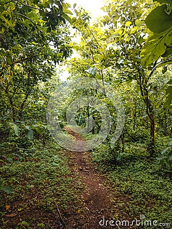 Vertical Shot Of A Dirt Walking Path In Forest Stock Photo