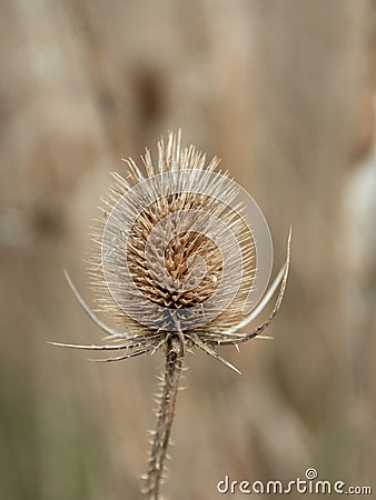 Vertical shot of a dried teasel plant on the field Stock Photo