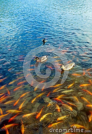 Vertical shot of ducks swimming in a pond with koi and carp fish Stock Photo