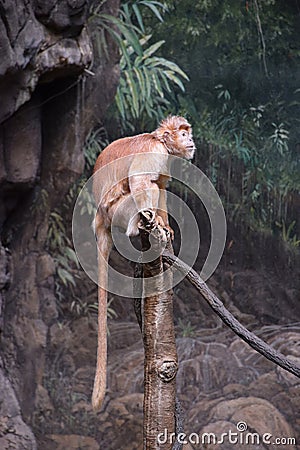 Vertical shot of East Javan langur (Trachypithecus auratus) sitting on a tree trunk Stock Photo