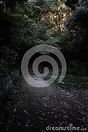 Vertical shot of an eery path leading into darkness Stock Photo