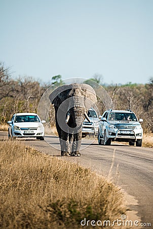 Vertical shot of the elephant (Loxodonta) walking in Kruger National Park, South Africa Editorial Stock Photo