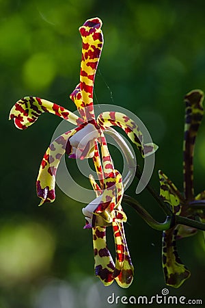 Vertical shot of exotic scorpion orchids blooming at a forest Stock Photo