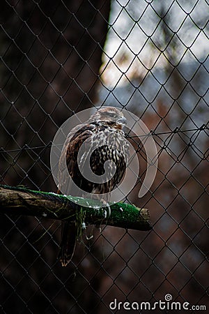 Vertical shot of a falcon perched on a wooden stick in a cage Stock Photo