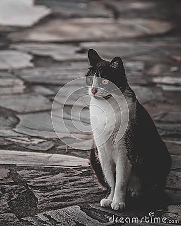 Vertical shot of a feral black and white cat with big eyes sitting on a stone covered ground Stock Photo