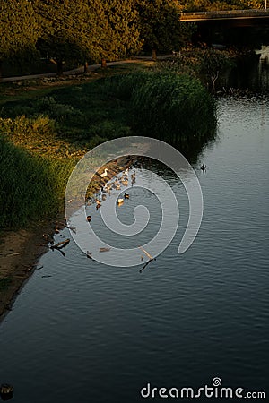 Vertical shot of a flock of ducks swimming in the lake in the evening Stock Photo