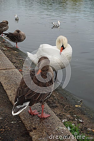 Vertical shot of a flock of Mute swans (Cygnus olor) swimming in a lake Stock Photo