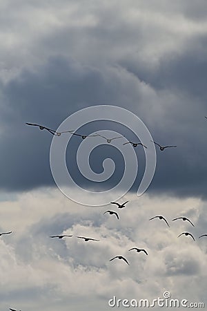 Vertical shot of a flock of wild geese flying in the cloudy sky Stock Photo