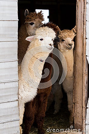 Vertical shot of four cute cream or brown alpacas standing peeking curiously Stock Photo
