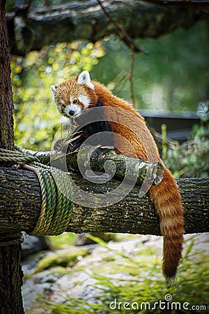 Vertical shot of furry red panda in its natural habitat Stock Photo