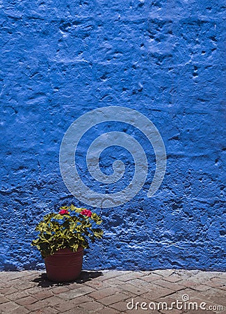 Vertical shot of garden geranium plant in pot with blue concrete wall in the background Stock Photo