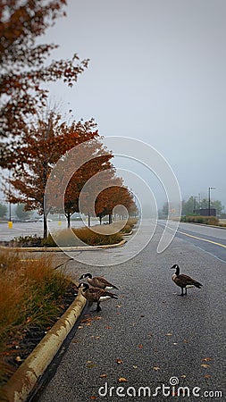 Vertical shot of geese in the street in the fall Stock Photo