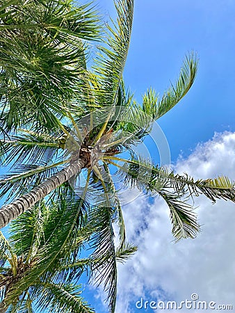 Vertical shot of a giant palm tree with a cloudy sky on the horizon Stock Photo