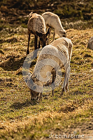 Vertical shot of a group of fluffy forest reindeer grazing on a rural grassy valley Stock Photo