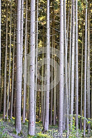 Vertical shot of a group of tall red pine trees, with sunlight shining through forest Stock Photo