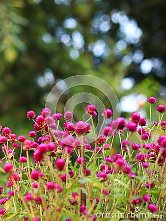 vertical shot of a group of tiny, pink flowers in the garden Stock Photo