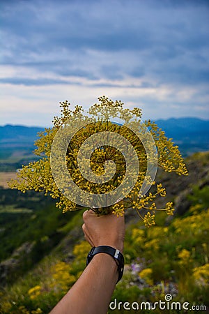 Vertical shot of a hand holding a bunch of dill before the landscape Stock Photo