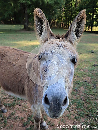 Vertical shot of the head of a donkey surrounded by trees and grass Stock Photo