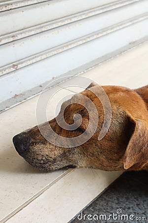 Vertical shot of the head of a street Mongrel dog Stock Photo