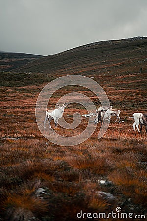 Vertical shot of a herd of mountain reindeer (Rangifer tarandus tarandus) on the mountain slope Stock Photo
