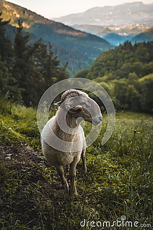 Vertical shot of horned goat on the mountain Adarra, Urnieta, Gipuzkoa, Spain Stock Photo