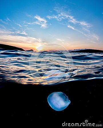 Vertical shot of a jellyfish underwater with the Sun in the horizon Stock Photo