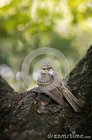 Vertical shot of a juvenile gray flycatcher perched on a tree Stock Photo