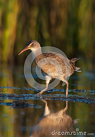 Vertical shot of a king rail (marsh hen) waterbird in a natural environment Stock Photo