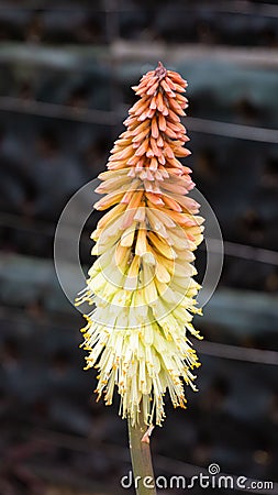 Vertical shot of a Kniphofia plant on a blurred background Stock Photo