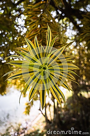 Vertical shot of leaves of a song of India plant. Stock Photo