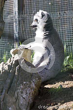 Vertical shot of a lemur sitting behind the cage walls Stock Photo