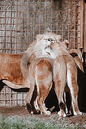 Vertical shot of lions cuddling in the zoo Stock Photo