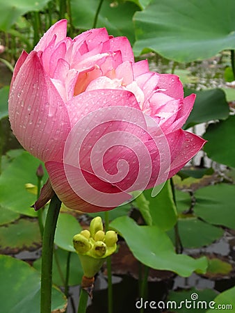 Vertical shot of lovely lotus flower with leaves on the background and with waterdrop on petals Stock Photo