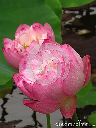 Vertical shot of lovely lotus flowers with leaves on the background and with waterdrop on petals Stock Photo