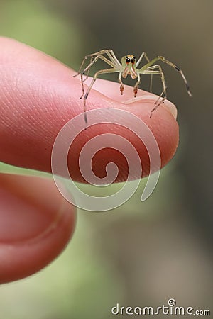 Vertical shot of a Lyssomanes jumping spider standing on the finger of a person Stock Photo