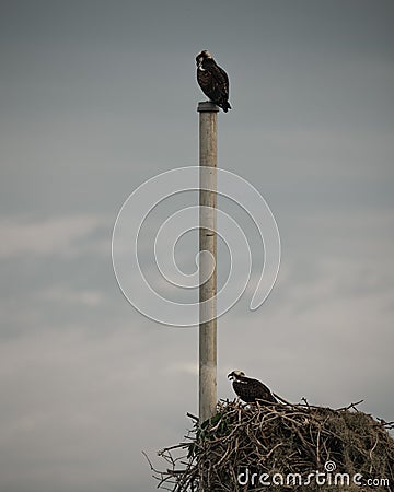 Vertical shot of a male and female osprey taking care of the nest in everglades Stock Photo