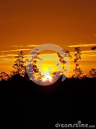 Vertical shot of a mesmerizing golden sunset with the silhouette of trees in the background Stock Photo