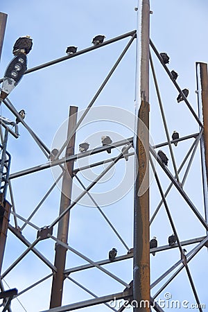 Vertical shot of a metal structure with perched bald eagles in Alaska Stock Photo