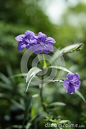 Vertical shot of Mexican petunias blossoming in the garden Stock Photo