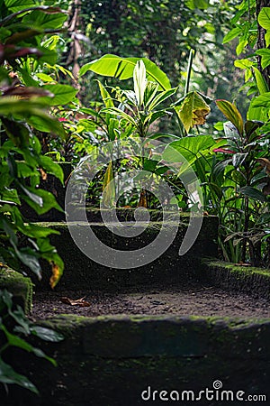 Vertical shot of the mossy stairs surrounded by green plants Stock Photo