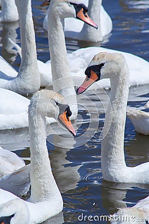 Vertical shot of mute swans on the water at Abbotsbury swannery Stock Photo