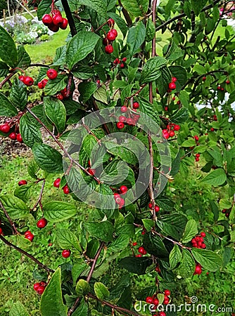 Vertical shot of Nanking cherry tree with red fruits Stock Photo