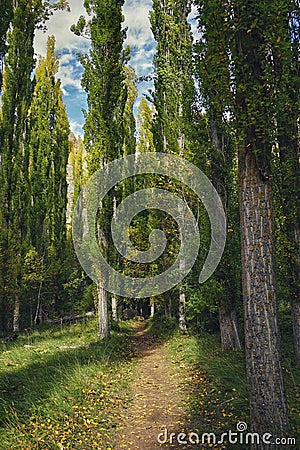 Vertical shot of a narrow pathway of a green forest in sunlight Stock Photo