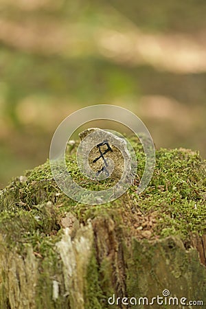 Vertical shot of an Odal rune, an ancient Germanic letter inscribed on a stone on a tree stump Stock Photo