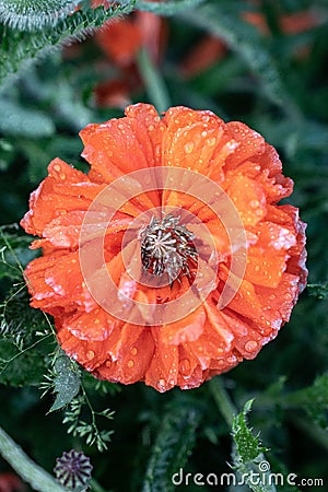 Vertical shot of orange frozen Iceland poppy (Papaver nudicaule) Stock Photo