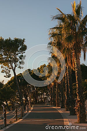 Vertical shot of a pathway lined with palms on the coast Makarska, Croatia Stock Photo