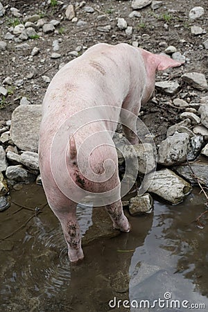 Vertical shot of a pig wallowing in a mud Stock Photo