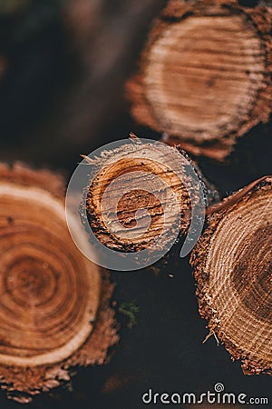 Vertical shot of a pile of tree logs Stock Photo