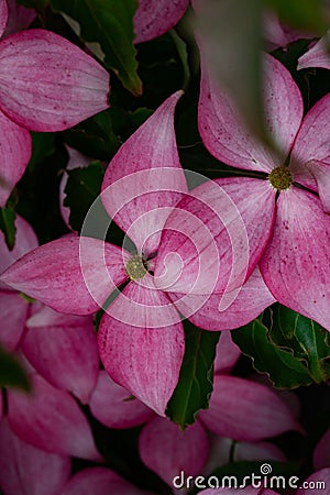 Vertical shot of pink cornus kousa tree flowers Stock Photo